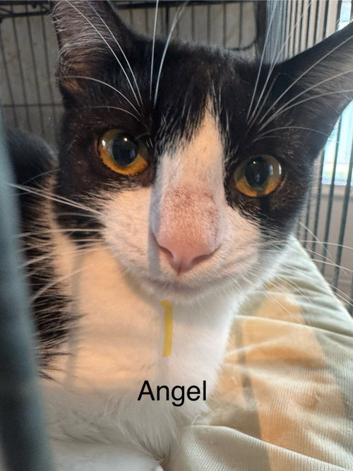 picture of the cat needing adoption