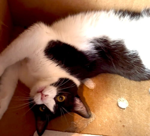 Angel Lovey, an adoptable Domestic Medium Hair in New Braunfels, TX