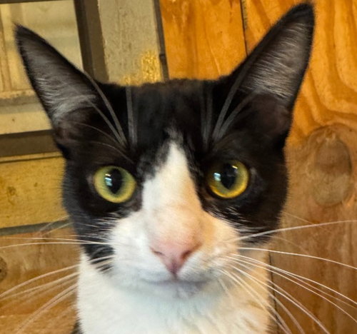 Angel Lovey, a cat for adoption from Siamese Oriental Snowshoe Cat Rescue and Rehoming