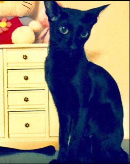 Athena, an adoptable Oriental Short Hair in New Braunfels, TX