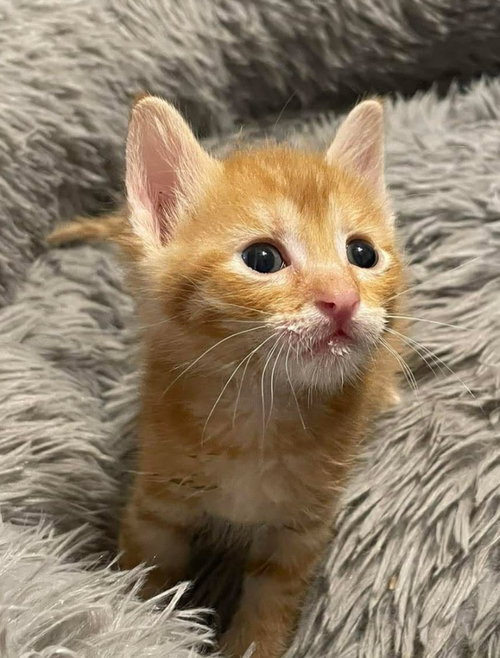Cheeto, an adoptable Domestic Short Hair in New Braunfels, TX