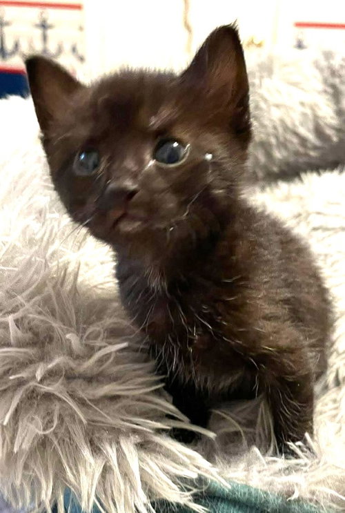 Raven, an adoptable Domestic Short Hair in New Braunfels, TX