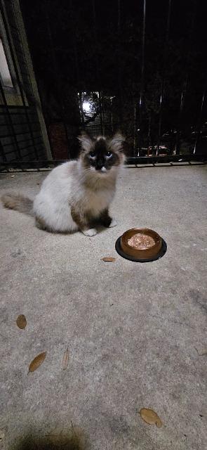 PREGNANT STRAY, an adoptable Ragdoll in New Braunfels, TX