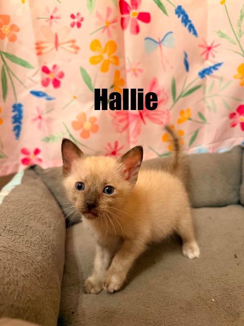 Hannibal, a cat for adoption from Siamese Oriental Snowshoe Cat Rescue and Rehoming