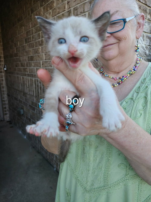Firefly, an adoptable Siamese in New Braunfels, TX