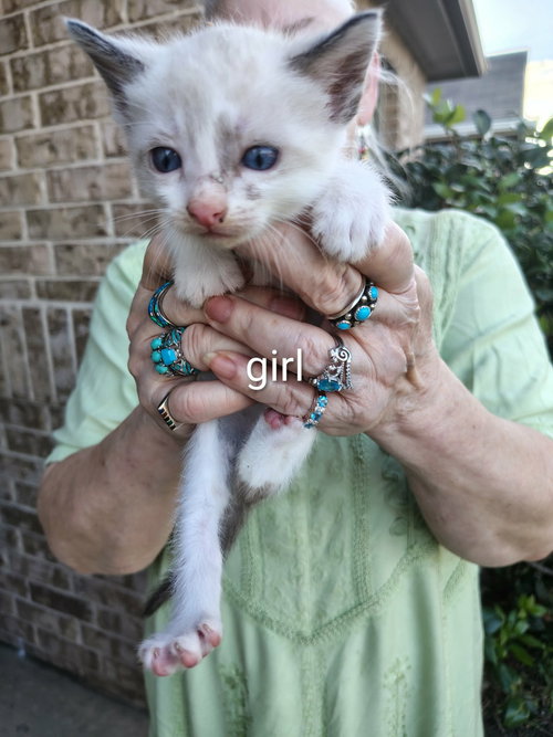 Serenity, an adoptable Siamese in New Braunfels, TX