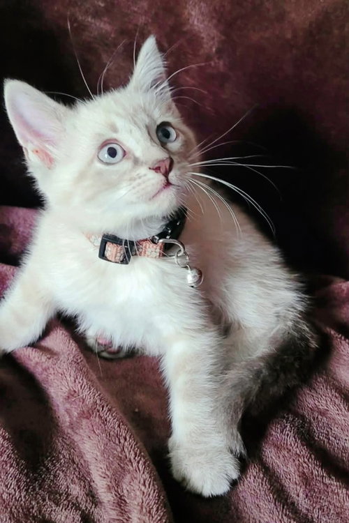 Ash, an adoptable Siamese in New Braunfels, TX