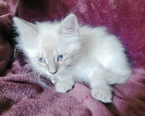 Biscuit, an adoptable Siamese in New Braunfels, TX