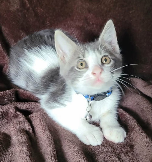 Gismo, an adoptable Domestic Long Hair in New Braunfels, TX