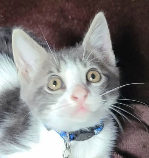 Photo 2 of Gizmo2