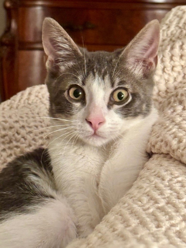 Gizmo “The Lovebug”