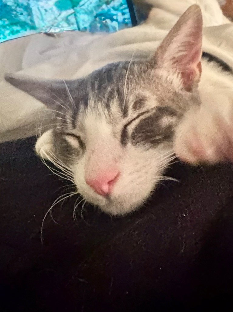 Gizmo “The Lovebug”, photo 2