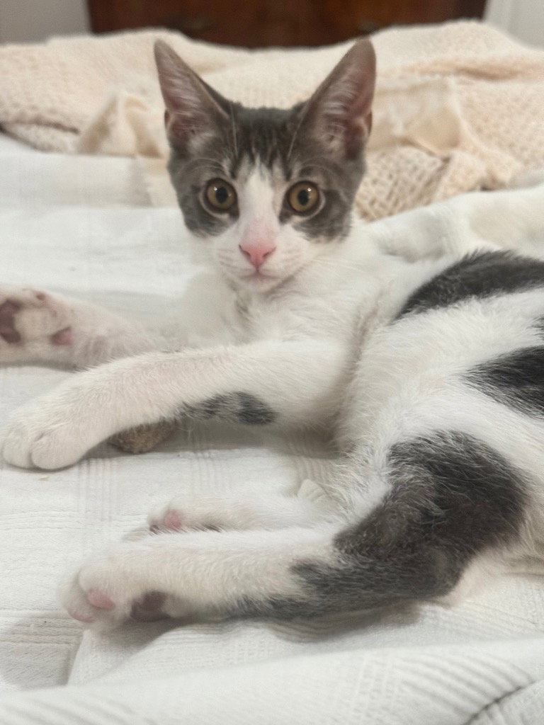 Gizmo “The Lovebug”, photo 3