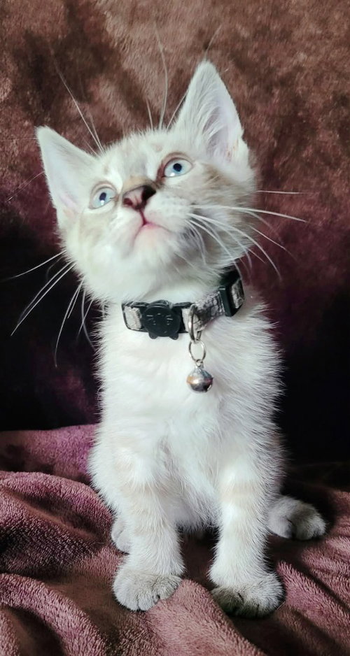 Gravy, an adoptable Siamese in New Braunfels, TX