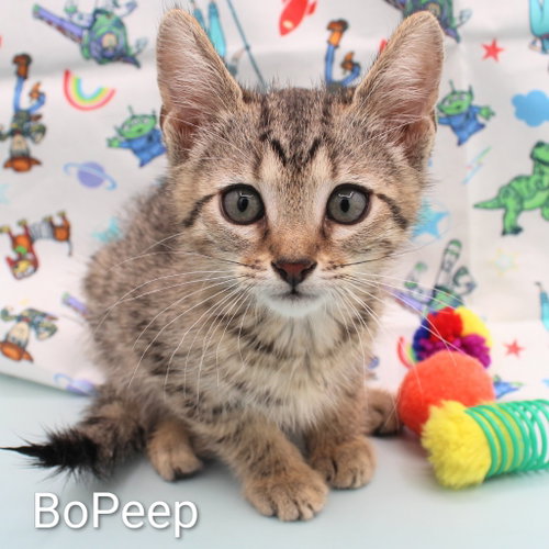 BoPeep, an adoptable Domestic Short Hair in New Braunfels, TX