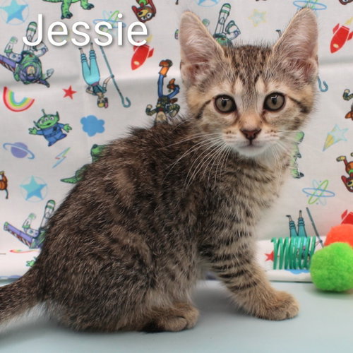 Jessie, an adoptable Domestic Short Hair in New Braunfels, TX
