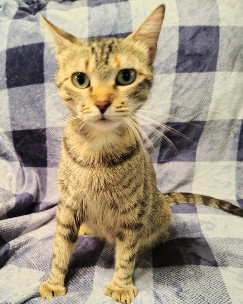 Mary Shelley, an adoptable Extra-Toes Cat in New Braunfels, TX