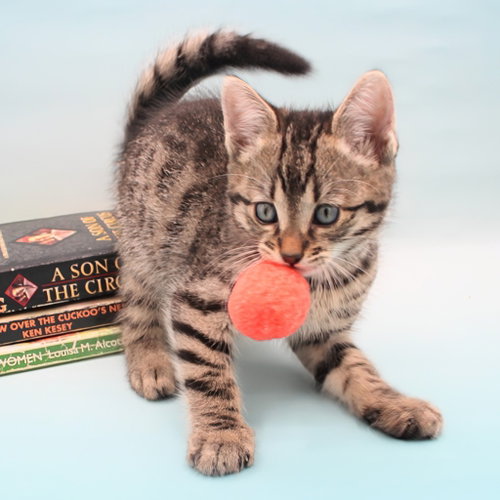 Poe, an adoptable Domestic Medium Hair in New Braunfels, TX
