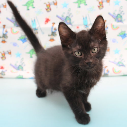 Rex, an adoptable Siamese in New Braunfels, TX