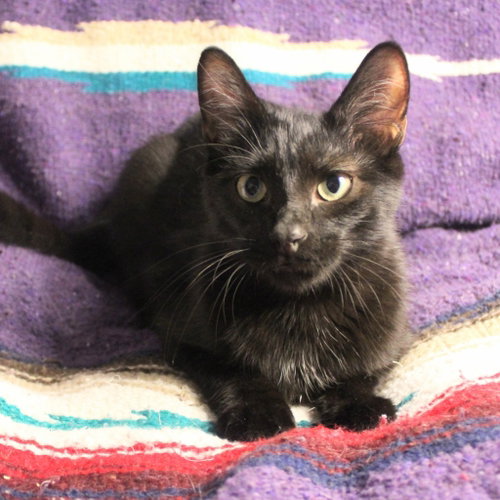 Rex, a cat for adoption from Siamese Oriental Snowshoe Cat Rescue and Rehoming