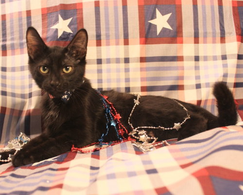 Photo 4 of Rex