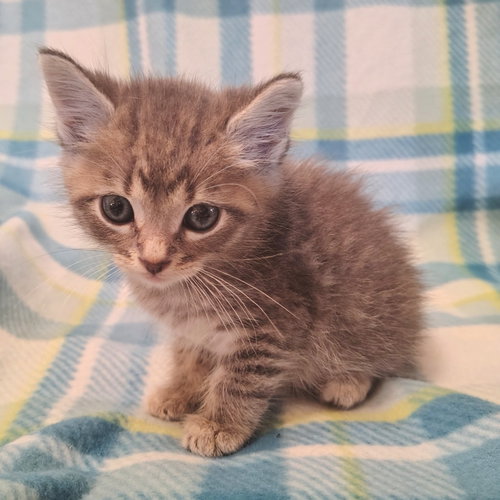 Woody, an adoptable Domestic Long Hair in New Braunfels, TX