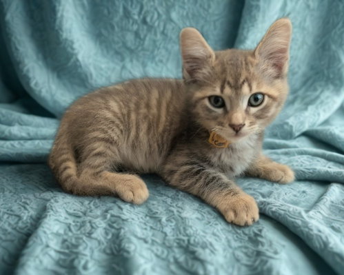 Woody, Baby Domestic Medium Hair / Siamese / Mixed, cat for adoption in Austin, Texas