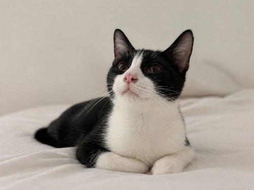 Lucio, Young Domestic Short Hair / Mixed, cat for adoption in Austin, Texas