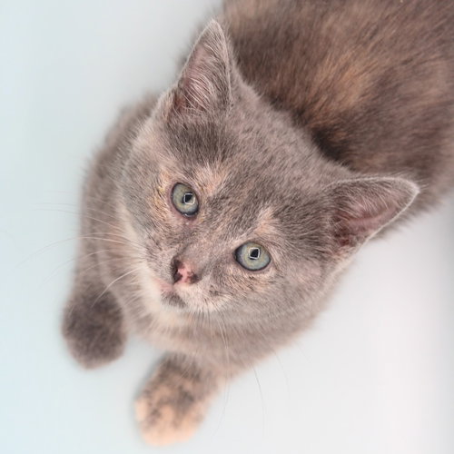 Emily Dickinson, an adoptable Siamese in New Braunfels, TX