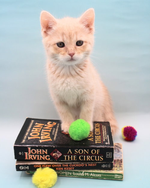 Fitzgerald, Baby Domestic Long Hair / Maine Coon / Mixed, cat for adoption in Austin, Texas