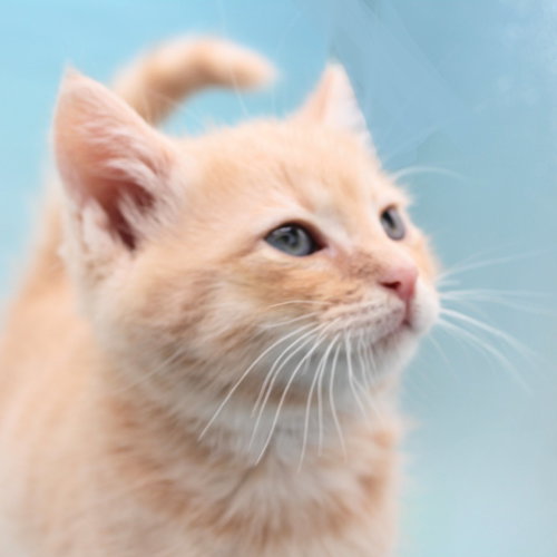 Louisa May Alcott, an adoptable Maine Coon in New Braunfels, TX