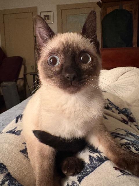 Penguin, an adoptable Siamese in New Braunfels, TX