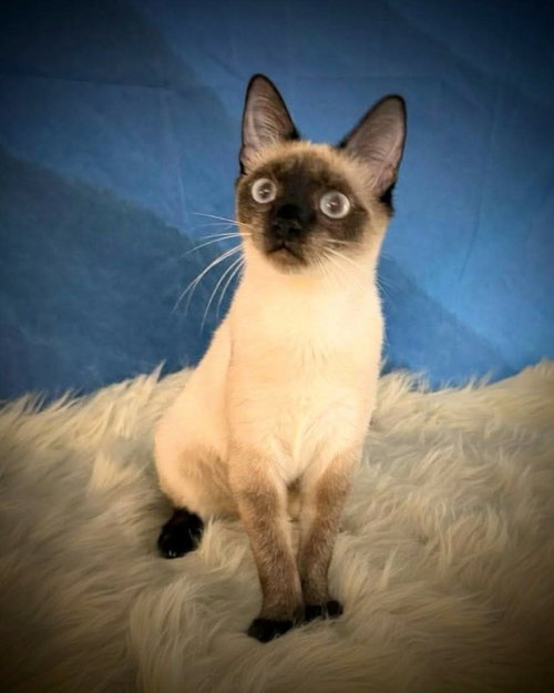 Penguin, Young Siamese / Mixed, cat for adoption in Austin, Texas