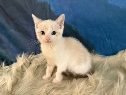 Millicent Highway, Baby Siamese / Siamese / Mixed, cat for adoption in Austin, Texas