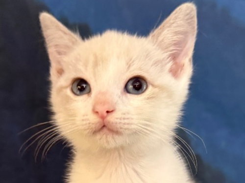 Millicent Highway, a cat for adoption from Siamese Oriental Snowshoe Cat Rescue and Rehoming