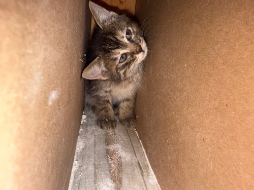 Cher, an adoptable Maine Coon in New Braunfels, TX