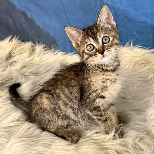 Cher, Baby Maine Coon / Domestic Long Hair / Mixed, cat for adoption in Austin, Texas