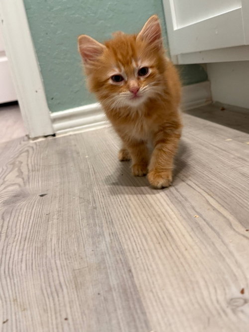 Dwayne "The Rock" Johnson, an adoptable Maine Coon in New Braunfels, TX