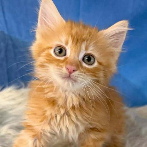 Dwayne "The Rock" Johnson, Baby Maine Coon / Domestic Long Hair / Mixed, cat for adoption in Austin, Texas