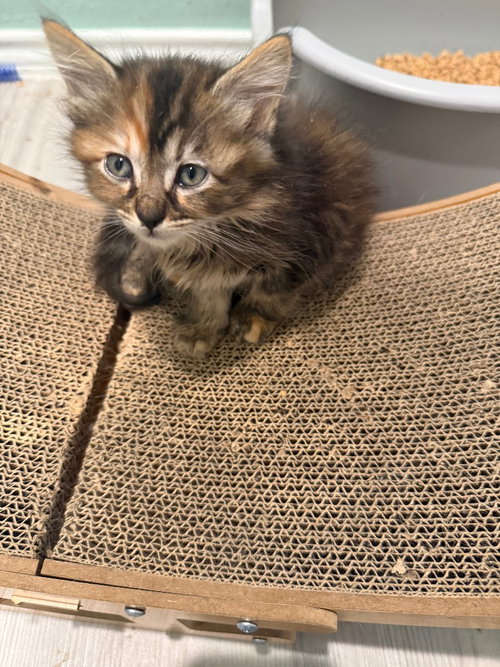 Washi, an adoptable Maine Coon in New Braunfels, TX