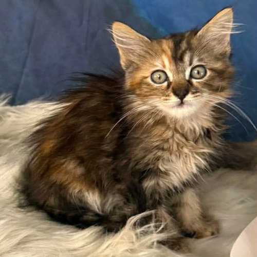 Washi, Baby Maine Coon / Domestic Long Hair / Mixed, cat for adoption in Austin, Texas