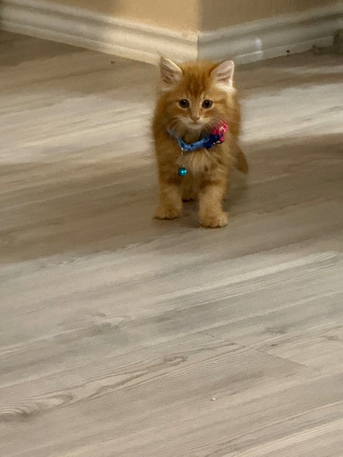 Yuan, an adoptable Maine Coon in New Braunfels, TX