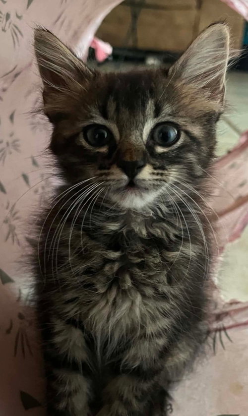 Amy, an adoptable Domestic Long Hair in New Braunfels, TX