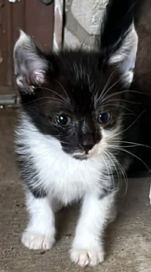 Morgana, an adoptable Domestic Long Hair in New Braunfels, TX
