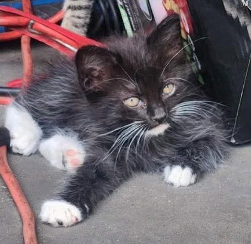 Roxy, an adoptable Domestic Long Hair in New Braunfels, TX