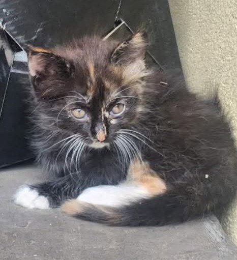 Trixierico, an adoptable Calico in New Braunfels, TX
