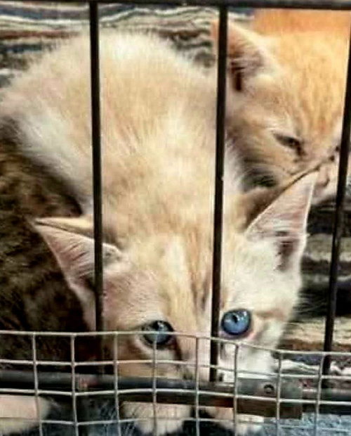 Gracie, Baby Siamese / Domestic Short Hair / Mixed, cat for adoption in Austin, Texas