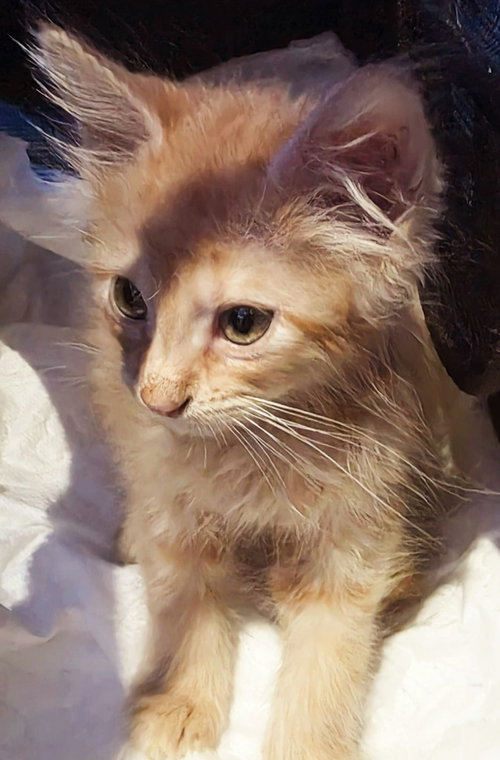 Mario, an adoptable Domestic Medium Hair in New Braunfels, TX