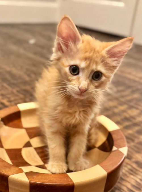 Mario "Cheddar, Baby Maine Coon / Domestic Long Hair / Mixed, cat for adoption in San Marcos, Texas