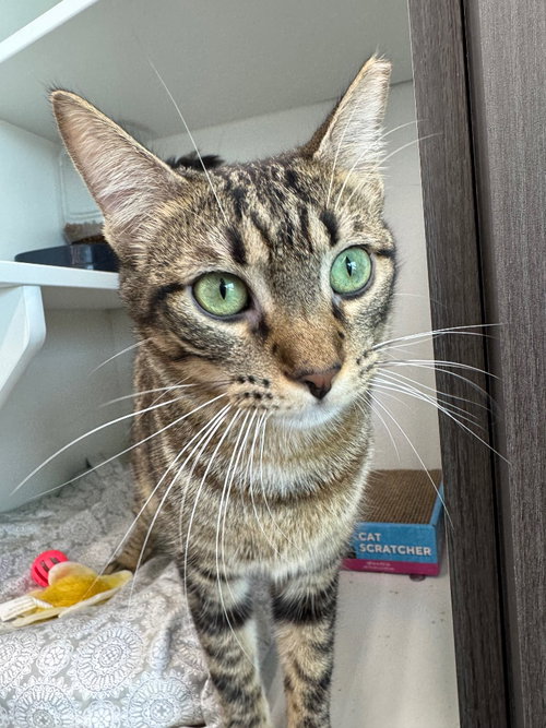 Tomboy, Young Domestic Short Hair / Mixed, cat for adoption in San Marcos, Texas